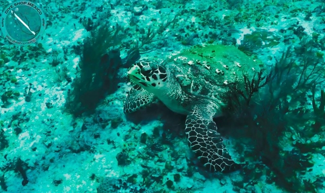 Tortuga marina en Riviera Maya